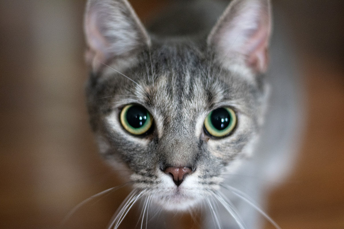 Meatball, our second cat (she is a tripod)